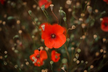 Texture background of bright right red poppie flower on the blurred background of buds without petals clipart
