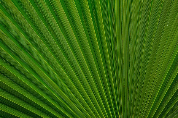 Fiche Information Texturée Image Abstraite Une Feuille Palmier Vert Dans — Photo