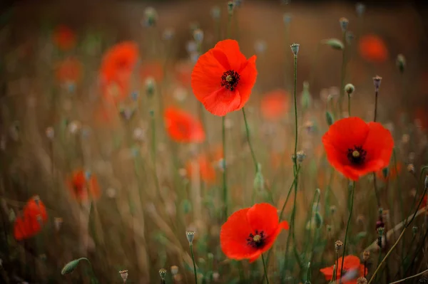 Textur Hintergrund Der Hellen Rechten Roten Mohnblumen Auf Dem Verschwommenen — Stockfoto