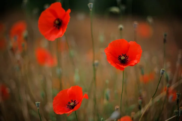 Textur Hintergrund Der Hellen Rechten Roten Mohnblumen Auf Dem Verschwommenen — Stockfoto