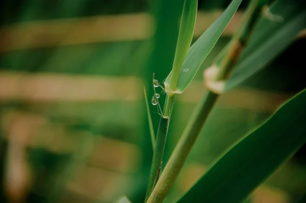 Amazingly Beautiful Branch Tropical Green Plant Dew Drops Blurred Background — Stock Photo, Image