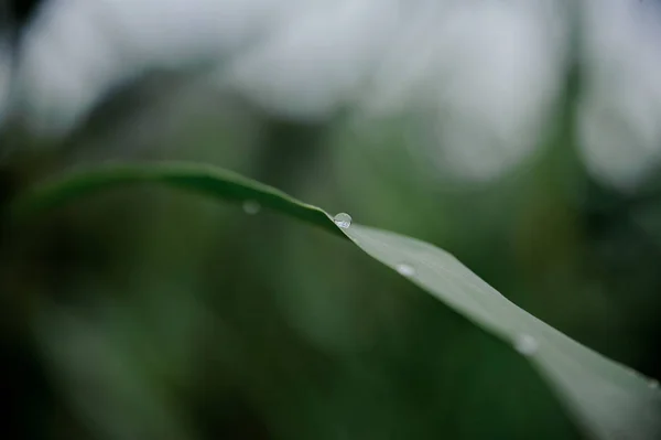 Прекрасний Лист Зеленої Тропічної Рослини Краплями Роси Розмитому Тлі Природних — стокове фото