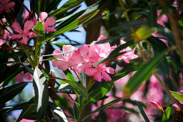Mooi Teder Bloeiende Zacht Roze Oleanders Bloemen Nerium Een Groene — Stockfoto