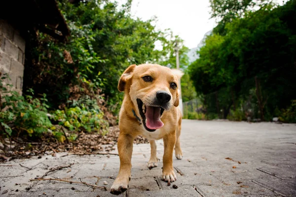Niski Strzał Szczęśliwy Aktywne Brązowy Pies Młody Zewnątrz Idąc Ulicą — Zdjęcie stockowe
