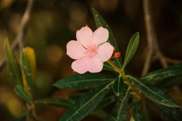 Mooi Teder Beetje Zacht Roze Oleanders Nerium Bloem Met Groene — Stockfoto