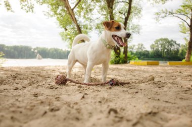 Göl üzerinde arka plan bulanık Gölü'nün ve güneşli günde ağaçlar üzerinde şirin küçük köpek duran