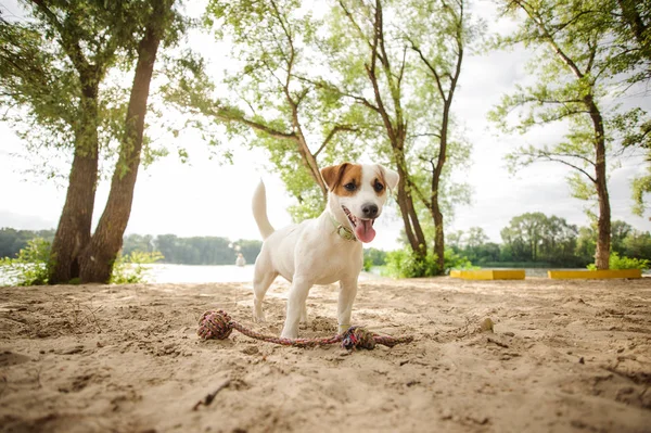 幸せな若いジャック ラッセル テリア子犬夏の日の砂のビーチでロープで遊ぶ — ストック写真