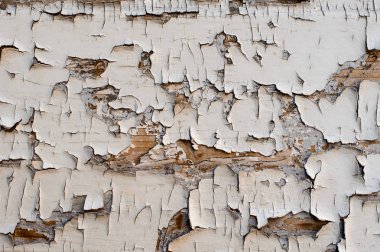 Makro fotoğraf eski püskü dış ahşap duvar beyaz renkte boyanmış ve soyulmuş