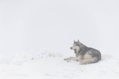 Büyük kabarık malamute köpek yawns, dağlarda kar üzerinde bir kar yağışı sırasında yalan