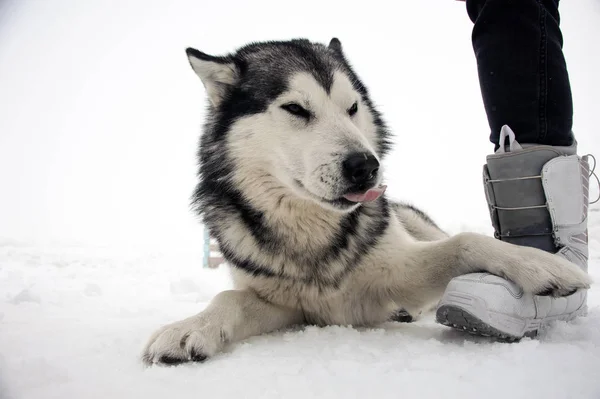 Svart Och Vit Fluffig Hund Alaskan Malamute Ligger Snön Att — Stockfoto