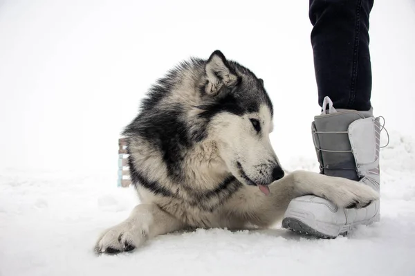 Dog Alaskan Malamute Lies Snow Putting His Paw Leg Man — Stock Photo, Image