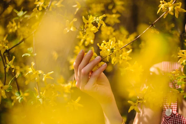 黄色開花木の枝を持って裸マニキュアで若い女性の柔らかい手 — ストック写真