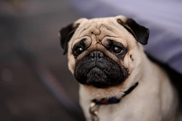 Filhote Cachorro Bonito Com Colar Sentado Fundo Borrado Com Rosto — Fotografia de Stock