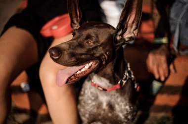 Kahverengi köpek kırmızı tasması büyük kahverengi gözleri ile mesafe içine yukarı ve seyir kulakları koymak