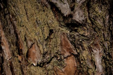 Sonbahar ormanda üzerinde yeşil ve kahverengi renkli kabuk dokulu arka plan