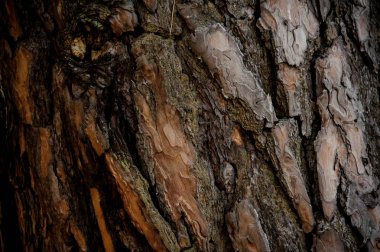 Bir kahverengi ve yeşil renkli doğal süslü kabuk sonbahar ormandaki yaşlı ağaç üzerinde dokulu arka plan