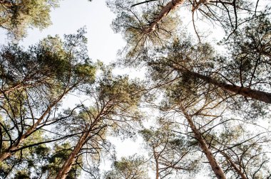 Aşağıdan Çam ağaçların sonbahar ormandaki açık mavi gökyüzü arka plan üzerinde görüntüleyin