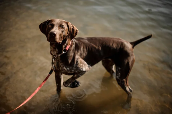 湖の水に立って 大きな茶色の目で見上げる赤襟付きかわいい茶色の犬 — ストック写真