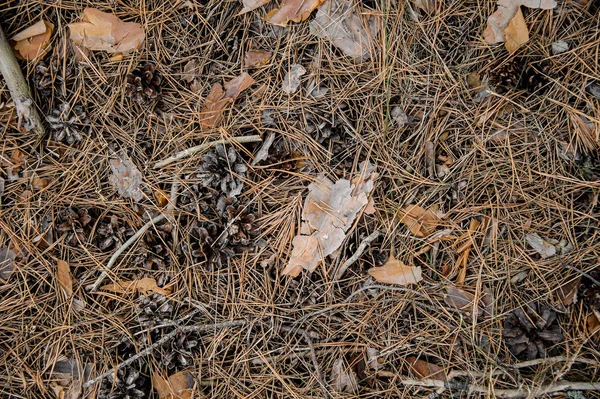 Textured background of the fall forest floor of pine needles, cones and dry barks of tree. Beginning of autumn