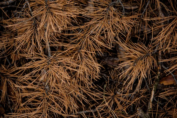 Textured background of the autumn forest floor of dry pine branches. Beginning of golden autumn
