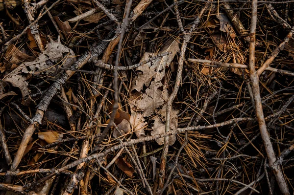 Textured background of the fall forest floor of pine needles, branches and dry leaves. Beginning of autumn