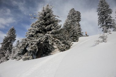 Muhteşem kış manzara sabah kar büyük ağaçta Goderzi, Gürcistan'daki popüler turist resort
