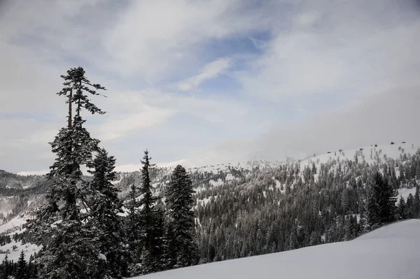 Wunderschöne Winterlandschaft Aus Schneebedeckten Hügeln Mit Riesigen Tannen Auf Dem — Stockfoto
