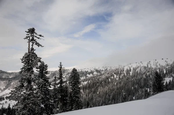 Superbe Paysage Hivernal Collines Enneigées Avec Énormes Sapins Sur Station — Photo