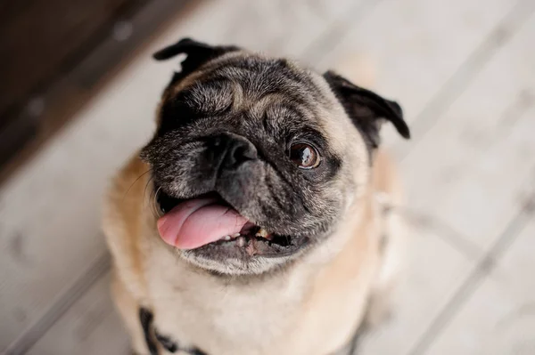 Bonito Pug Adorável Com Colocando Sua Língua Para Fora Olhando — Fotografia de Stock