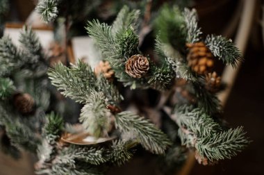 Herdem yeşil çam ağacı kahverengi koniler ile arka plan