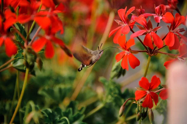 Butterfly onder kleurrijke mooie rode takken met kleine bloemen — Stockfoto