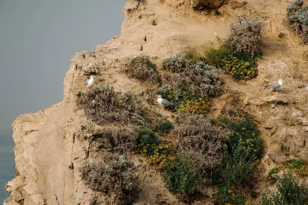 Скеля біля моря зі скелями, зелену і жовту траву і чайку — стокове фото