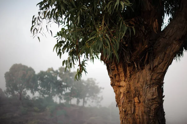 GRAN CANARIA, ESPAÑA - 6 DE NOVIEMBRE DE 2018: Árbol grande en el fondo de otros árboles — Foto de Stock