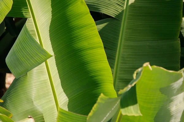 Levél a banán ültetvény, Gran Canaria-sziget, Spanyolország — Stock Fotó
