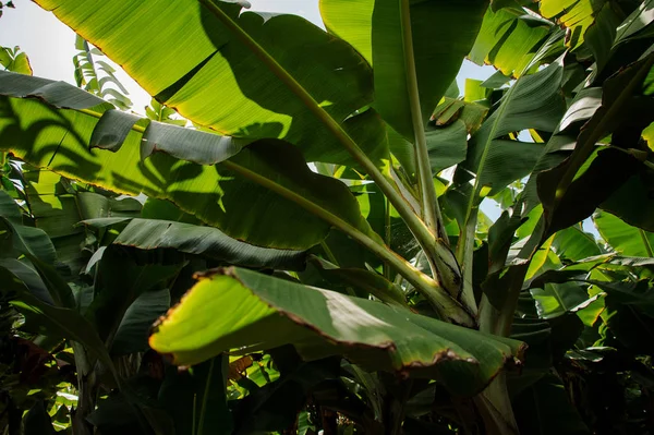 Levelek a banánültetvények között, Gran Canaria-sziget, Spanyolország — Stock Fotó