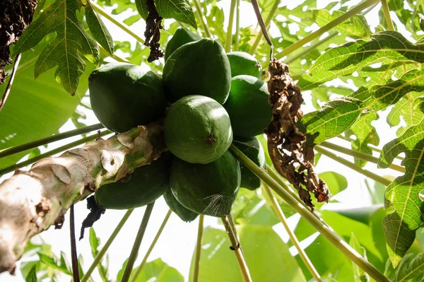 Zöld Papaya a tenyér a az ültetvény, Gran Canaria-sziget, Spanyolország — Stock Fotó