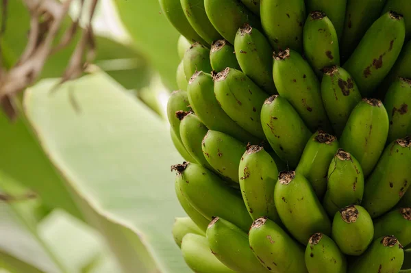 Zöld éretlen banán a tenyér a az ültetvény, Gran Canaria-sziget, Spanyolország — Stock Fotó