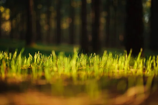 Mooi fris en helder groen gekleurde gras — Stockfoto