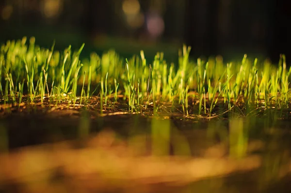 'S morgens fris en helder groen gras in zonlicht gekleurde — Stockfoto