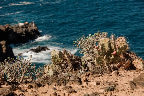 Vackra blommande kaktusar i bakgrunden på stormigt hav — Stockfoto