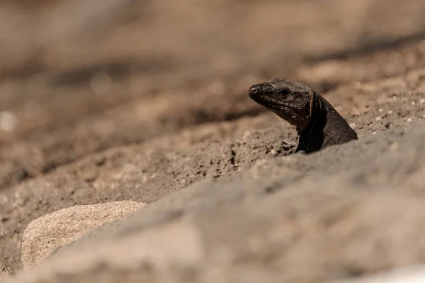 Cute wild lizard looking out of a ground hole in stone