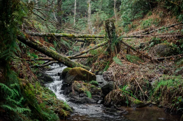 Beau paysage de la rivière sauvage de montagne dans la forêt avec les arbres autour — Photo