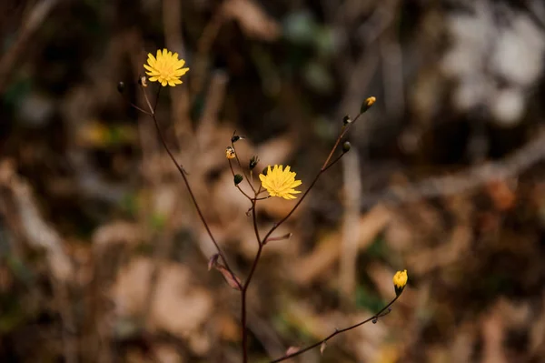 Pequena flor amarela cresce sozinha entre a grama seca — Fotografia de Stock