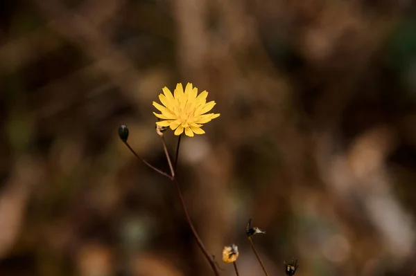Una pequeña flor amarilla crece sola entre la hierba seca — Foto de Stock