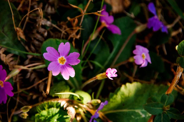 小さな紫の花が乾いた草と緑の葉の中で育つ — ストック写真