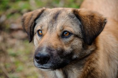 Zencefil evsiz köpek uzakta ormanda seyir kapatın