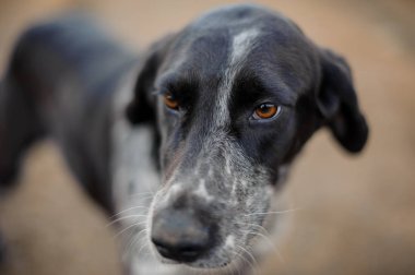 Siyah ve beyaz evsiz köpek uzakta arıyorsunuz