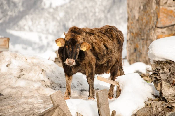 Alone brown cow standing outside in winter — Stock Photo, Image