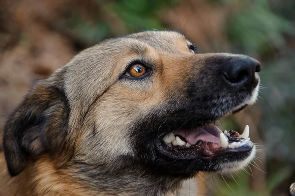 Brown jengibre perro sin hogar mirando hacia otro lado con la boca abierta —  Fotos de Stock