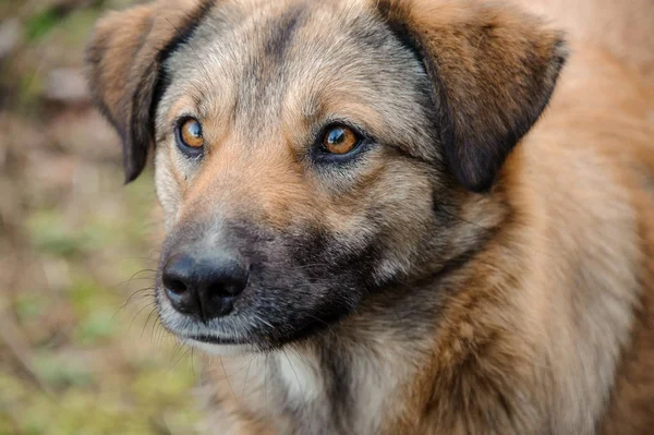 Lindo perro jengibre sin hogar mirando hacia el bosque —  Fotos de Stock